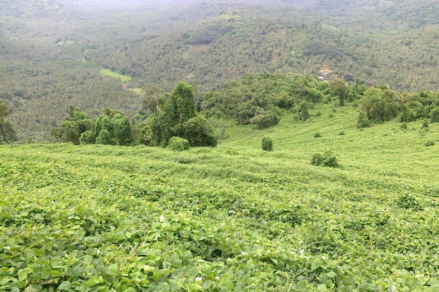 Arimbra Mala (354m), Malappuram, Kerala - Vushii.com